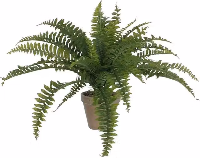 Planta artificial Helecho Boston EDELMAN de color verde, Altura: 45 cm