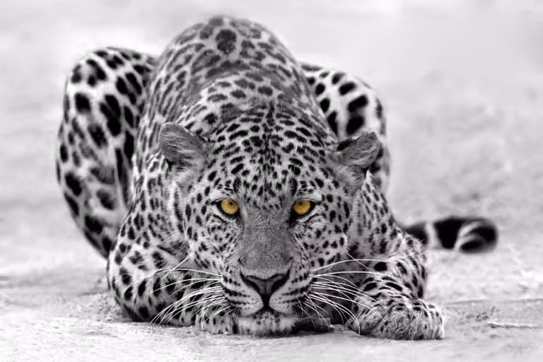 Cuadro Hexoa de Leopardo con Impresión sobre Lienzo en Blanco y Negro, An/Al: 90 x 60 cm