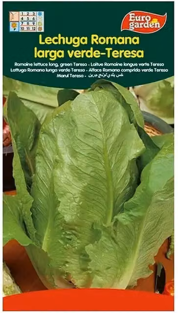 Semillas de lechuga Romana Euro Garden, variedad de cultivo durante todo el año, 5 g