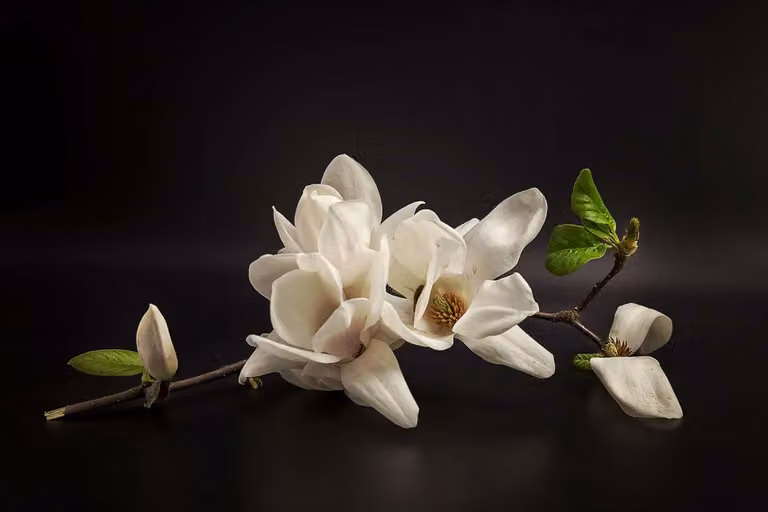 Cuadro decorativo floral de magnolia Hexoa con ilustración botánica sobre lienzo en blanco y negro, An: 90 cm, Al: 60 cm