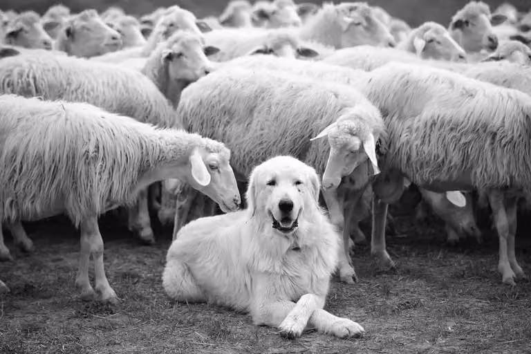 Cuadro de paisaje con perro pastor de Hexoa, impresión sobre lienzo en blanco y negro, An x Al: 90 x 60 cm