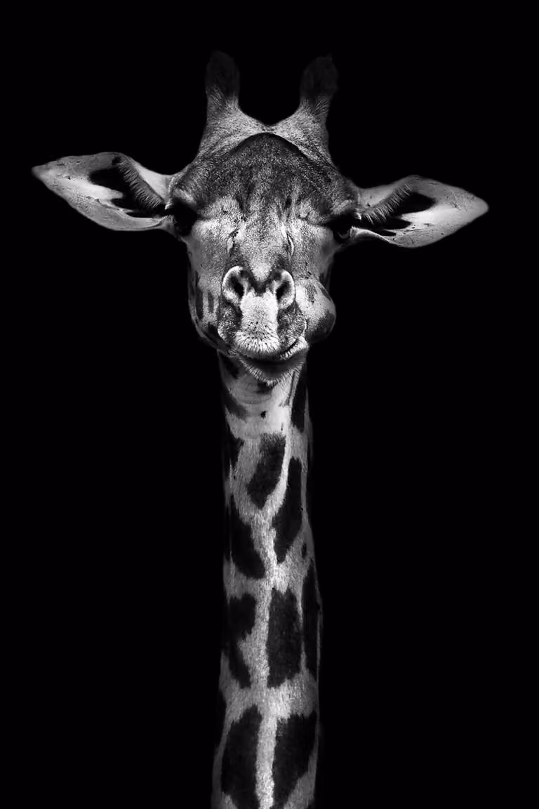 Cuadro de Jirafa Hexoa con impresión sobre lienzo en blanco y negro, An/Al: 60 x 90 cm