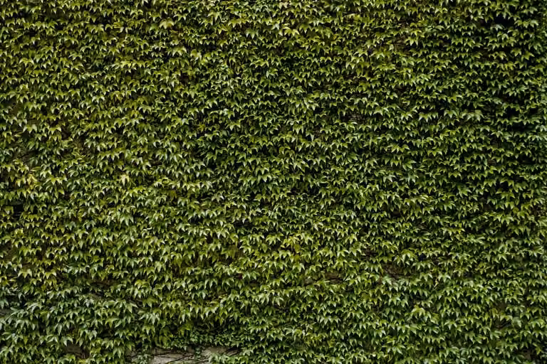 Cuadro de naturaleza y paisaje botánico con hiedra de Made in Meubles, impresión sobre lienzo verde, An/An/Al: 90 x 60 x 1 cm