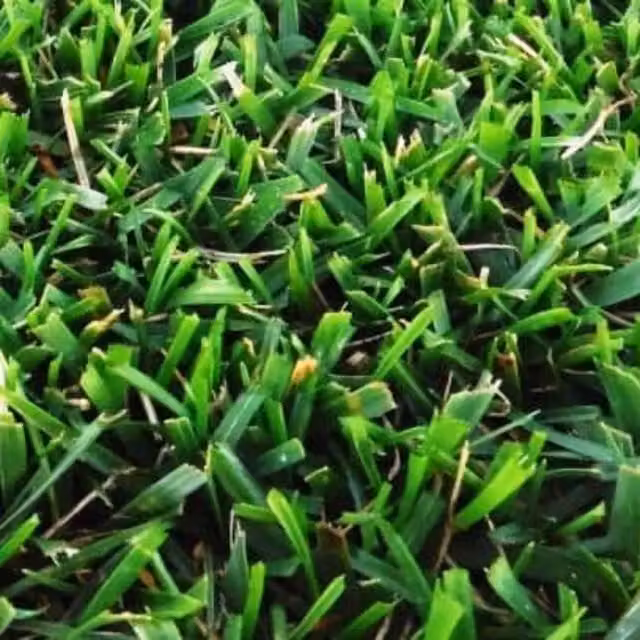 Semillas de césped ornamental Vetonek para jardín, 1 kg (30 m2)