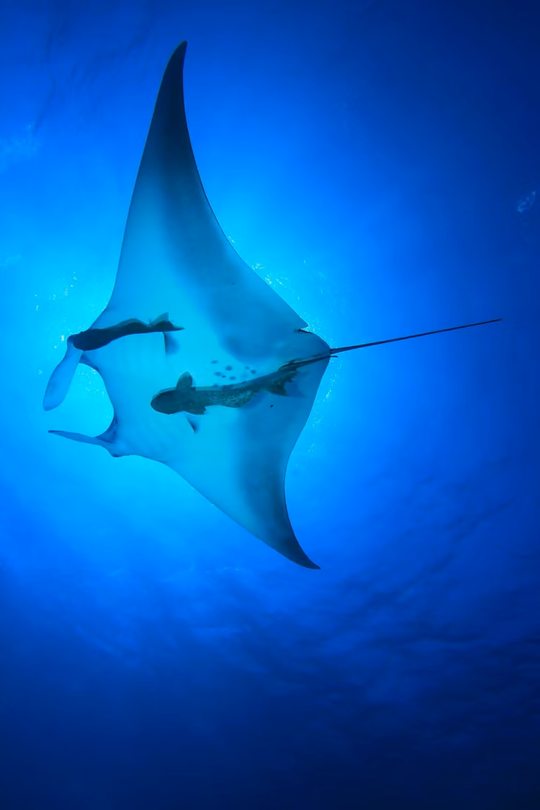 Cuadro de manta raya Hexoa con impresión sobre lienzo azul, An: 60 cm, Al: 90 cm
